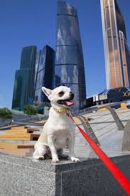 multik i moskva siti multik moscowcity moscow city photomira dog chihuahua photoirinamaysova zhivotnye domashnee zhivotnoe