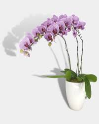 Do you know of any place where i can buy just the rinds? Orchids Arrangement Plants Arrangement Flowers Arrangement Toh Garden Singapore Orchid Plant Flower Grower