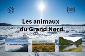 Lâ€™avenir de lâ€™ours polaire en question. Les Animaux Du Grand Nord By Cdi 0620068m On Genially