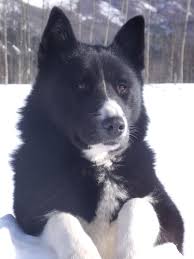 They were bred to help hunt and bring down all sizes of game the karelian bear dog has become known particularly for assisting in conservation management in the united states. Karelian Bear Dog Breed Information History Health Pictures And More