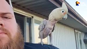 Cockatoo Loves To Dance With Dad The Dodo Youtube