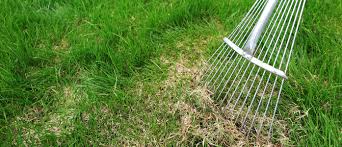 If so, what time of year? De Thatching And Power Raking Canadian Property Stars