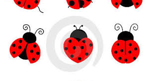 Black And White Ladybug Clipart Ladybug Royalty Free Stock Photo Image 19296475 Ladybird Drawing Lady Bug Tattoo Bug Tattoo
