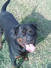 Check spelling or type a new query. Why Do Rottweilers Have Short Tails Quora