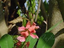 Image result for Indigofera hendecaphylla
