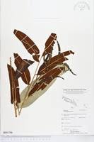 Image result for Vittaria elongata