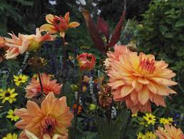 They're really easy to grow with spectacular results. 176 Spectacular Dahlia Photos Free Royalty Free Stock Photos From Dreamstime