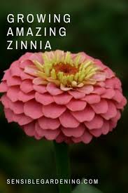 Pin On Garden Garden Ideas And Suggestions