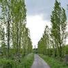Tree name — yellow poplar scientific name/species — liriodendron tulipifera family — magnoliaceae lifespan — can live up to 500 years or more when planted in optimal conditions. 1