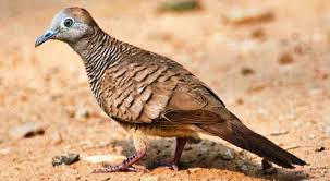 Maybe you would like to learn more about one of these? Download Suara Burung Perkutut Lokal Bangkok Mp3 Harga