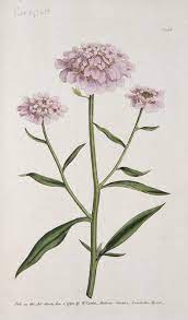 Candytuft Iberis Indifference Botanical Illustration Botanical Drawings Botany Illustration