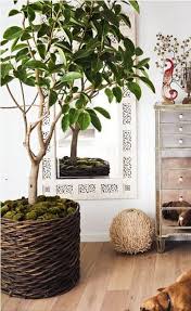 Add Moss Around Base Of Plant To Keep It Moist In Between Waterings Artificial Plants Indoor Plants Artificial Plant Wall