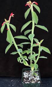 Image result for Monadenium rugosum