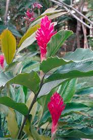 Beehive ginger is famous as an ornamental plant due to its shell ginger has ovate leaves with green stripes that make it an ornamental plant. Know Your Gingers