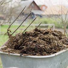 This means that it will be more difficult to burn your plants with too much nitrogen if you are using cow manure, rather than other types. Is Cow Manure Good For Tomatoes A Detailed Answer Is Revealed