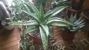 Aloe vera plants are useful, too, as the juice from their leaves can be used to relieve pain from scrapes and. What Is This Aloe Like Plant Gardening Landscaping Stack Exchange