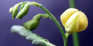 Image result for Aeschynomene sensitiva