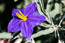 Image result for Solanum