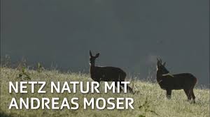 Seit über 30 jahren berichtet der mann über die natur. Rehbock Ledig Sucht Netz Natur Mit Andreas Moser Doku Srf Dok Youtube