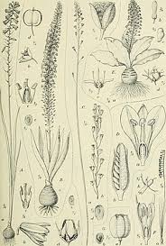 Image result for Dipcadi viride