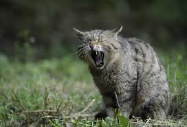 Why Do We Yawn Science Explains Want to be on pictures of people yawning?! why do we yawn science explains