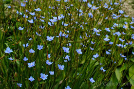 Image result for Aristea ecklonii