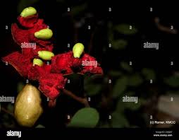 Image result for Monimiaceae