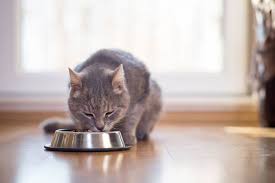 So, can cats eat mushrooms? Can Cats Eat Beans The Answers Are Really Surprising Herekitt Com