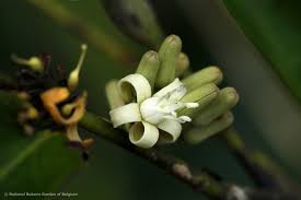 Image result for Rhaphiostylis beninensis