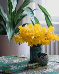 Narzissen In Der Vase Garten Narzissen Schnittblumen