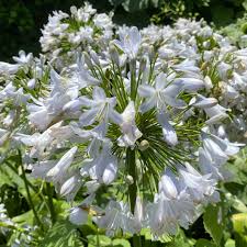 Image result for Agapanthus praecox