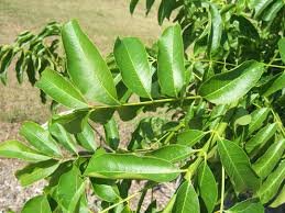 Image result for Sapindus saponaria