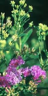 Image result for Vernonia glabra