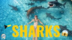Swimming with SHARKS in the Bahamas! 🇧🇸 Exuma Islands Tour