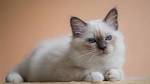 Sacred Birmans cattery - kittens of Sacred Birman