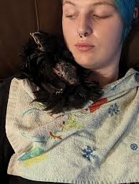 We are proud to add these 3 gals to our clan. They are all around 8 weeks  old. We are pretty smitten with them! Ash the Blue Silkie Salem the black  bantam