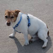 The average dog owner washes their dog every 3 to 5 weeks. Hamilton Adjustable Dog Harness Schneiders Saddlery