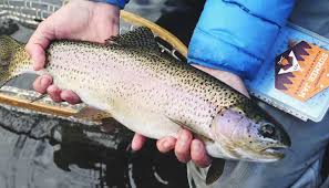 Oncorhynchus kamloops jordan, 1892 oncorhynchus mykiss nelsoni evermann, 1908 parasalmo mykiss (walbaum, 1792) salmo aquilarum salmo gairdneri richardson, 1836 salmo. Trout Fishing Tips How To Catch The Different Trout Species Recipe