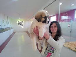 Satilik Kafkas Coban Kopegi Yavrulari Satilik Kopek Coban Kopegi Kopek