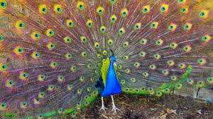 Bird Full Hd Hdtv Fhd 1080p Wallpapers Hd Desktop Backgrounds 1920x1080 Images And Pictures
