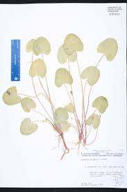 Image result for Centella glabrata