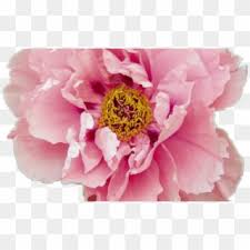 Check out this fantastic collection of pink flowers aesthetic wallpapers, with 62 pink. Peony Aesthetic Flower Pink Pretty Tumblr Pastel Rose Aesthetic Tumblr Flower Png Transparent Png 1368x855 5909478 Pngfind