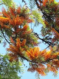 Image result for Grevillea robusta