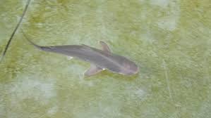 Baby Sandbar Shark Passes Away At Roanoke Island Aquarium 13newsnow Com