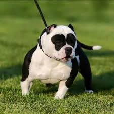 American Bully Dog Black Colour Love The Color Rare N Beautiful Bully Breeds Dogs Dogs Pitbull Terrier