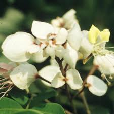 Image result for Micklethwaitia