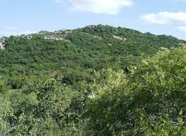 Image result for Acrotome thorncroftii