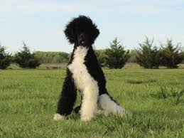 We did not find results for: Brown And White Standard Poodle Archives