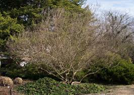 Image result for Vitex strickeri