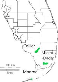 Image result for Dolichos simplicifolius